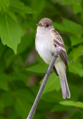 Moucherolle des saules / Empidonax traillii / Willow Flycatcher