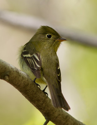 Moucherolle tchbec / Empidonax minimus / Least Flycatcher