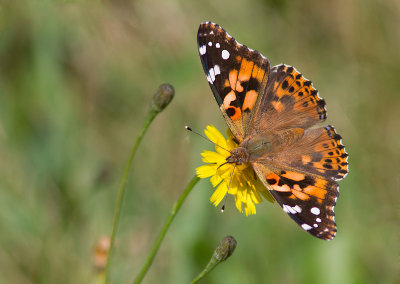 Belle dame / Vanessa cardui / Painted Lady