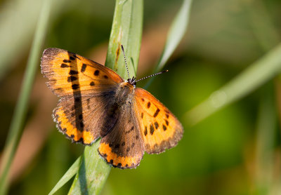 Bronz / Lycaena hyllus / Bronze Copper