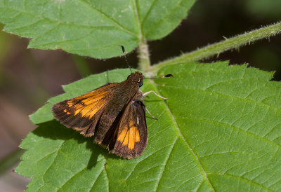 Hesprie hobomok / Poanes hobomok (Harris1862) /  Hobomok Skipper