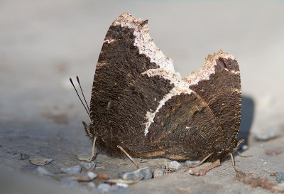 Morio / Nymphalis antiopa / Mourning Cloak