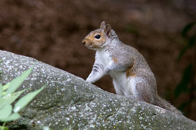 Écureuil gris de l’Est / Sciurus carolinensis) / Eastern Grey Squirrel