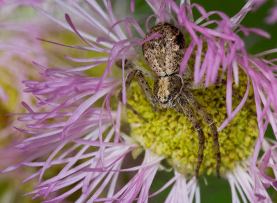 Araignée à identifier