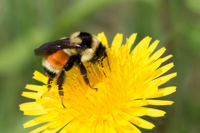 Bourdon tricolore / Bombus ternarius / Orange-belted Bumble Bee
