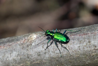 Cicindèle à six points / Cicindela sexguttata / Six-spotted Tiger Beetle