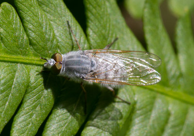 Pandivirilia / Stiletto Fly