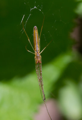 Tetragnatha sp.
