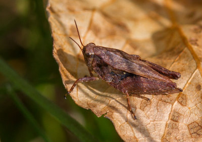 Tétrix latéral / Tettigidea lateralis / Black-sided Pygmy Grasshopper