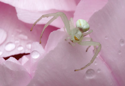 Thomise variable / Misumena vatia - fam. Thomisidae / Crab Spiders