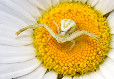 Thomise variable / Misumena vatia - fam. Thomisidae / Crab Spiders