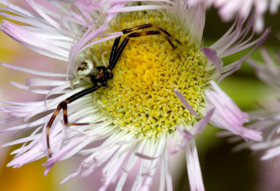 Thomise variable / Misumena vatia - fam. Thomisidae / Crab Spiders