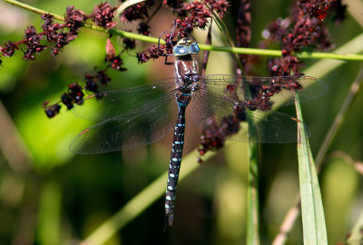 l'æschne à tubercules / Æshna tuberculifera / black-tipped darner