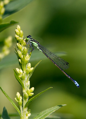 Agrion vertical / Ischnura verticalis / Eastern forktail