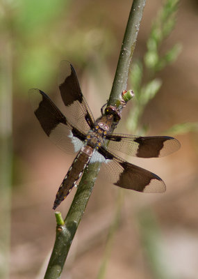 la lydienne / Plathemis lydia / common skimmer