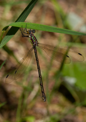 Leste flamboyant / Lestes eurinus / Amber-winged spreadwing