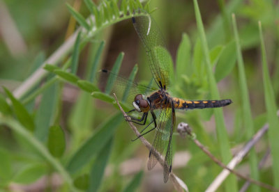 Leucorrhine sp.