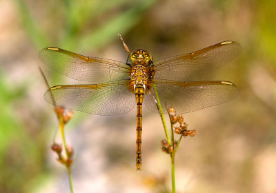 Symptrum rubigineux / Sympetrum costiferum / Saffron-winged Meadowhawk