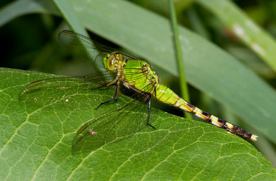 l'rythme des tangs / Erythemis simplicollis / eastern Pondhawk