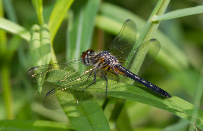 le pachydiplax / Pachydiplax longipennis / blue Dasher