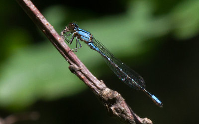 l'agrion minuscule / Enallagma geminatum / skimming bluet