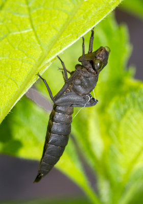 Exuvie de libellule / Dragonfly exuviae