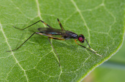 Rainieria antennaepes / Stilt-legged Fly