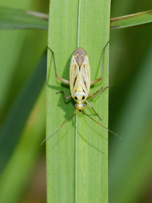 Stenotus binotatus (Miridae)