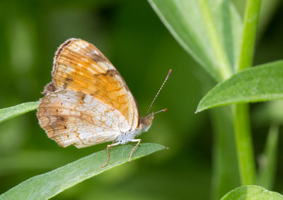 Croissant nordique / Phyciodes cocyta / Northern Crescent