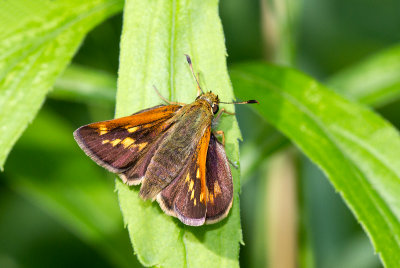 Hesprie mystique / Polites mystic / Long Dash Skipper