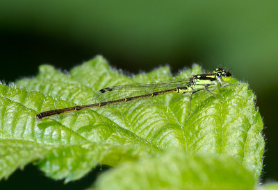 l'agrion pos / Ischnura posita / fragile Forktail - Femelle immature