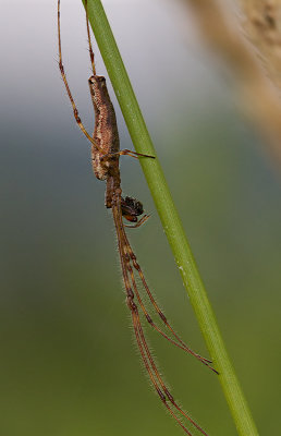 Tetragnatha elongata