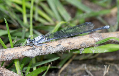 l'argie svelte / Argia msta / powdered dancer