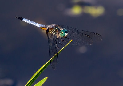 le pachydiplax / Pachydiplax longipennis / blue Dasher