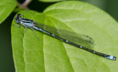 l'agrion exil / Enallagma exsulans / stream bluet