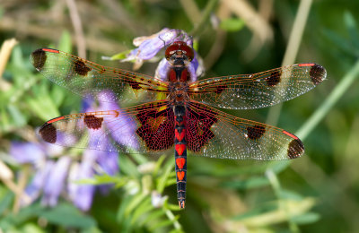 la célithème indienne / Celithemis elisa / calico pennant