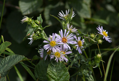 Aster sp.