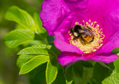 Bourdon tricolore/ Bombus ternarius /Orange-belted Bumble Bee