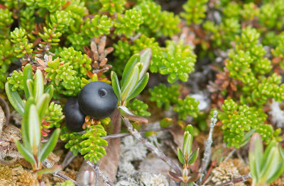 Camarine noire / Empetrum nigrum / Black crowberry