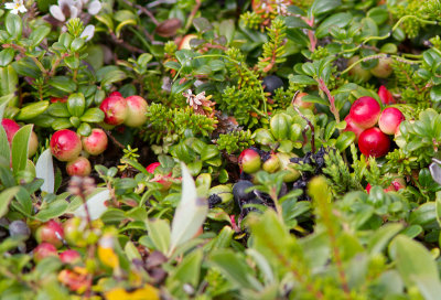 Canneberge commune / Vaccinium oxycoccos / Small cranberry