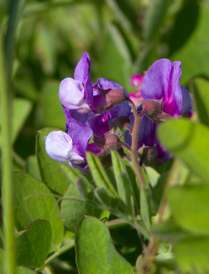 Gesse maritime / Lathyrus japonicus / Sea Pea