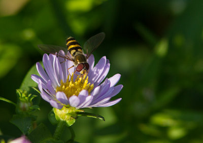 Mouche à identifier