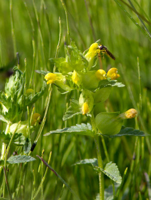 Petit rhinanthe / Rhinanthus minor Linnaeus / Little yellow rattle