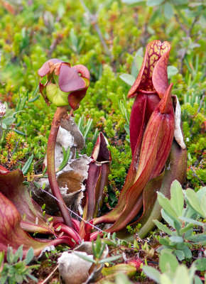 Sarracnie pourpre / Sarracenia purpurea / Northern pitcher plant