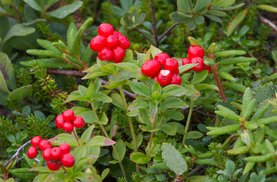 Cornouiller de Suède / Cornus suecica / Dwarf cornel or bunchberry  et