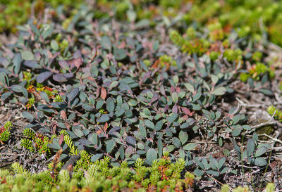 Raisin d'ours alpin / Arctostaphylos alpina / Alpine Bearberry   et 