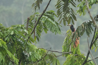 Araari  collier - Pteroglossus torquatus - Collared Aracari