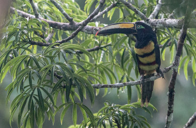 Araari multibande - Pteroglossus pluricinctus - Many-banded Aracari