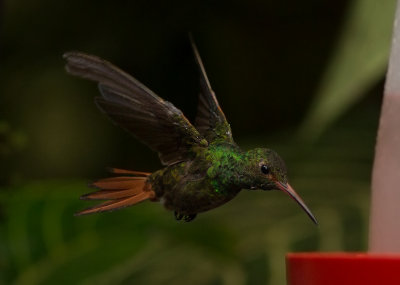 Ariane  ventre gris - Amazilia tzacatl - Rufous-tailed Hummingbird