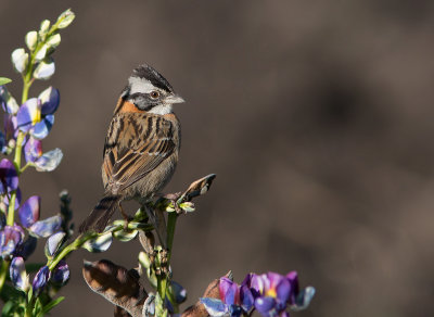 Bruant chingolo - Zonotrichia capensis - Rufous-collared Sparrow-2.jpg